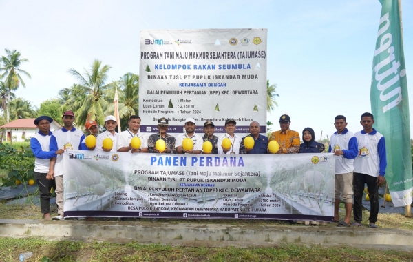 PIM Panen Melon Golden bersama Petani Binaan TAJUMASE